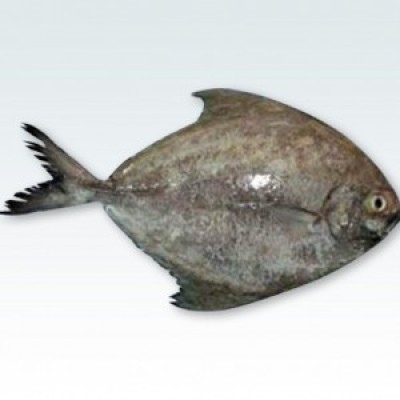 Pomfret (Black Halwa)