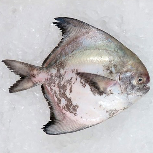 Chinese Pomfret Kapri Fish