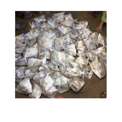 Chinese Pomfret