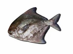 Chinese Pomfret