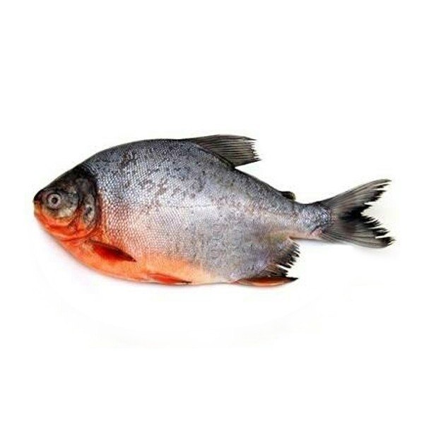Chinese Pomfrets Fish, Packaging Type: vacuum packed, Size: 200-400grms