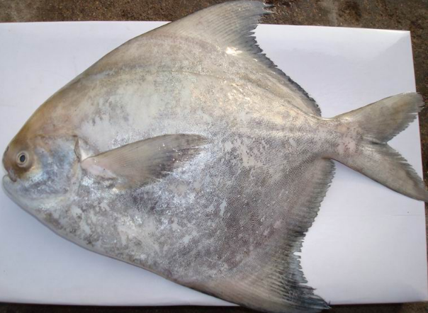 Chinese Pomfret, For Restaurant And Mess