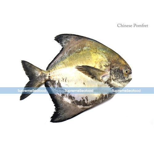 Chinese Pomfret Fish, Usage: Restaurant, Household, Mess