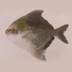 Chinese Pomfret