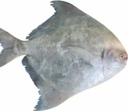 Chinese Pomfret Fish