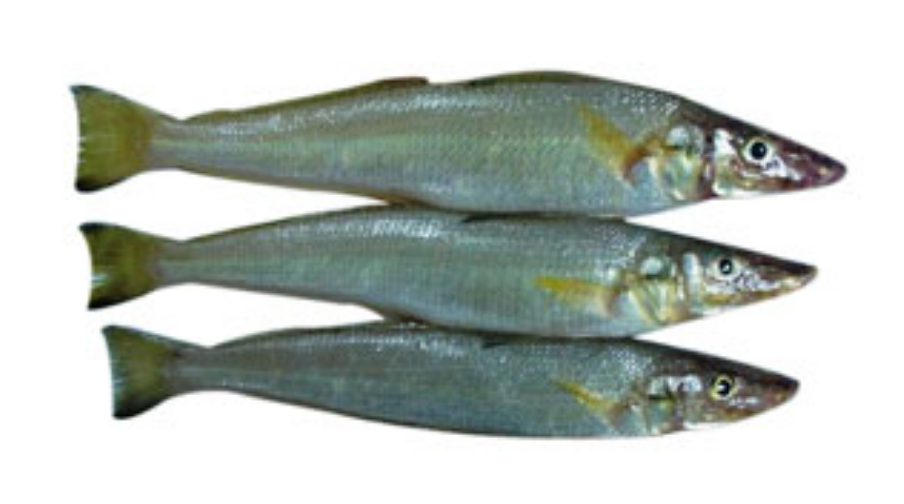 Lady Fish Kana