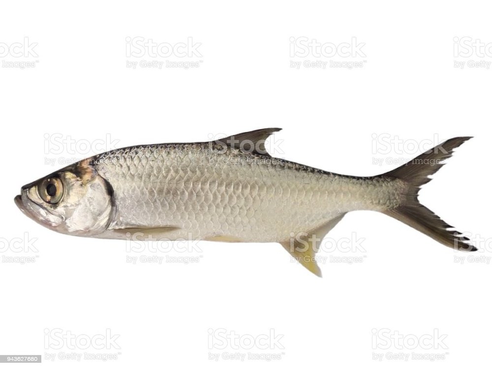 White Lady Fish