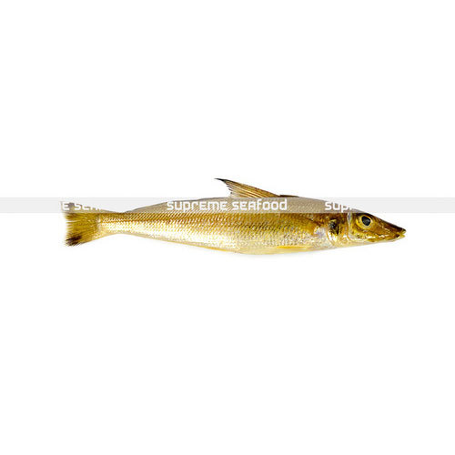Sea Water Lady Fish ( Kelangan fish ), Packaging Type: Box