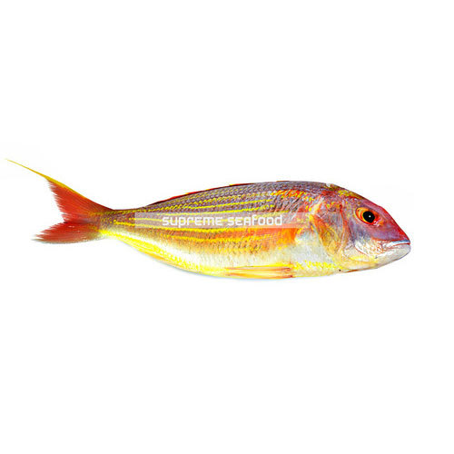 Sea Water Japanese Thread Fin Fish ( Sankara fish ), Packaging Type: Box