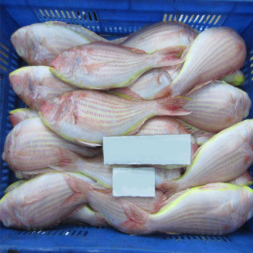 Threadfin Bream Fish