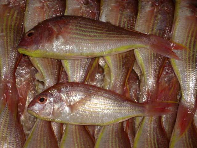 Japanese Threadfin Breams