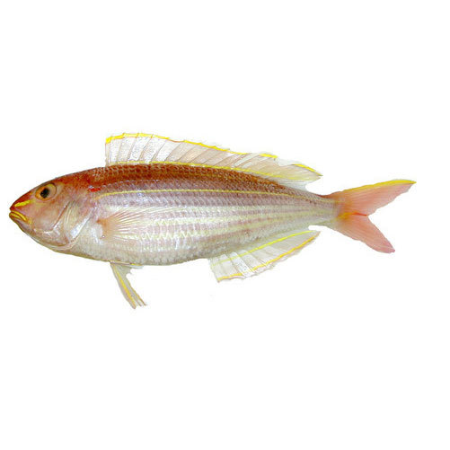Japanese Threadfin Bream Fish, Packaging Type: Thermocol Box