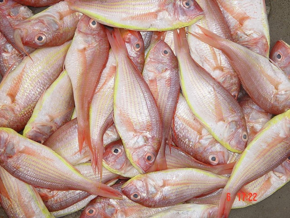 Natural Japanese Threadfin Bream JTB