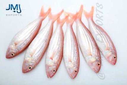 Fork Tailed Bream Fish