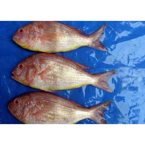 Japanese Threadfin Bream Whole Round Frozen Fish