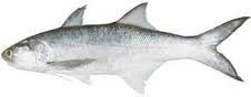 Thread Fin Fish