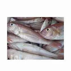 Japanese Threadfin Bream Fish