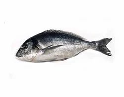 Sea Bream