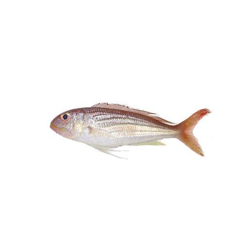 Sea Bream Fish, Packaging Type: Thermocol Box