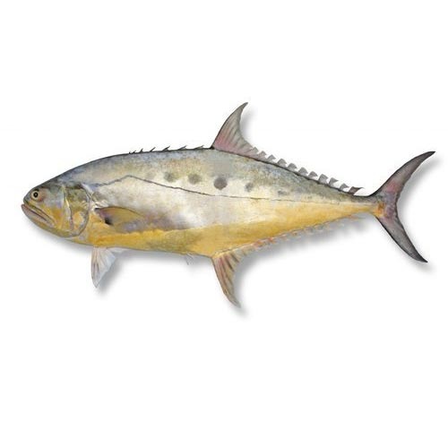 Queen Fish