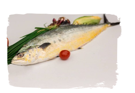 Queen Fish / Leather Skin Fish