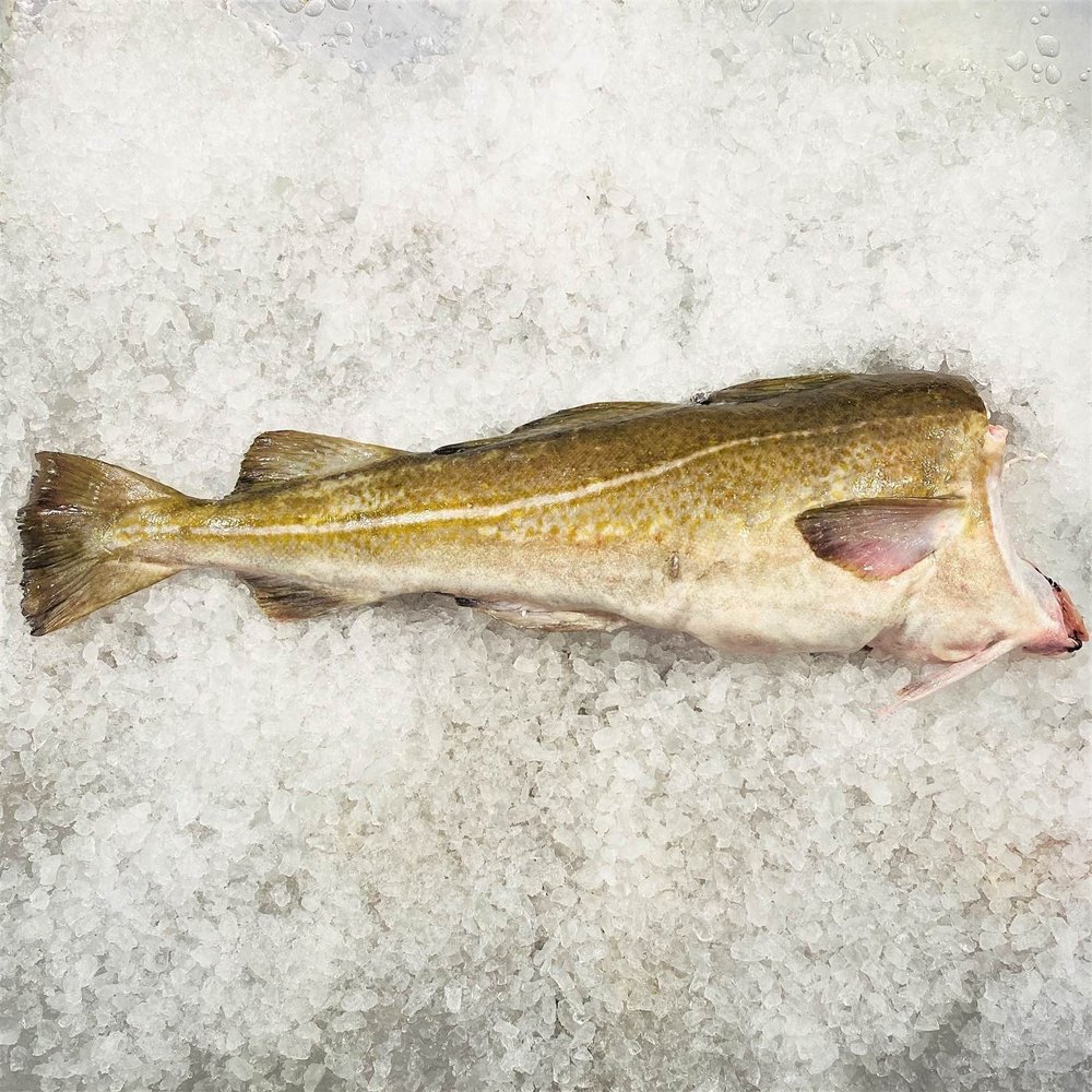 Fresh Whole Norwegian Atlantic Cod Gutted Head Off Cod Fish