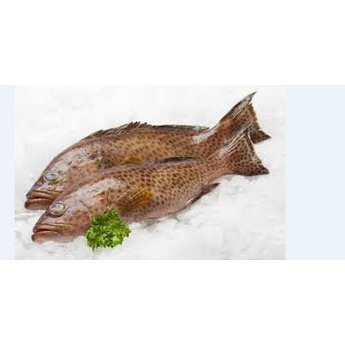 Reef Cod Sea Fish, Packaging Type: Packet And Thermocol Box
