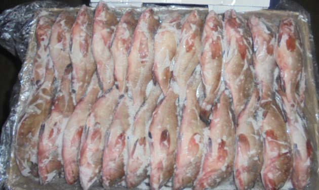 Reef Cod Fish For Household