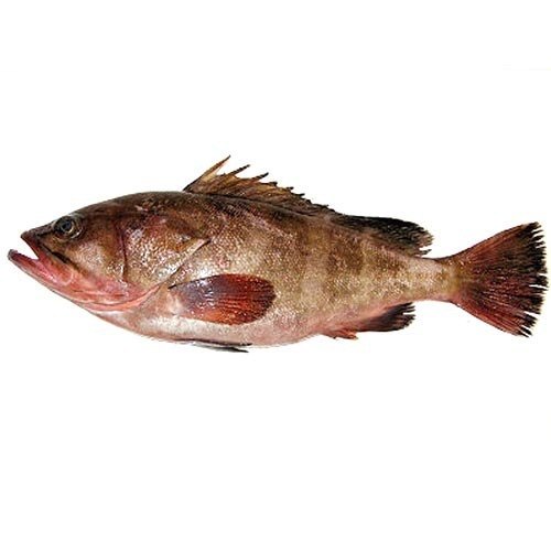 Reef Cod Whole Fish, Packaging Type: Thermocol Box