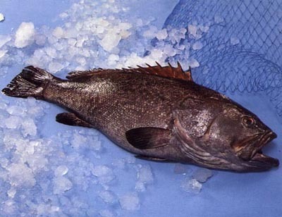 Reef Cod Black