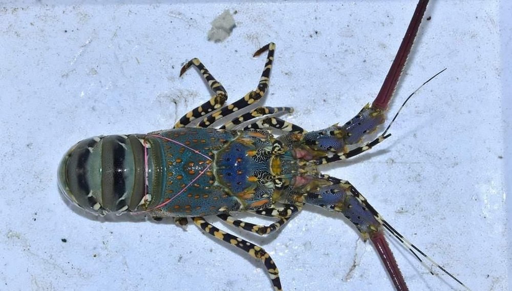 Spiny Green Lobster, For Restaurant, Packaging Type: Thermocol Box