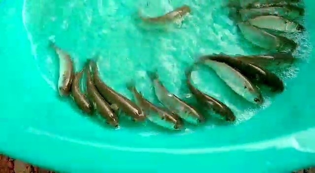 Grey Mullet Fish Seeds, 25-35 Degree C, Packaging Size: 5 Kg