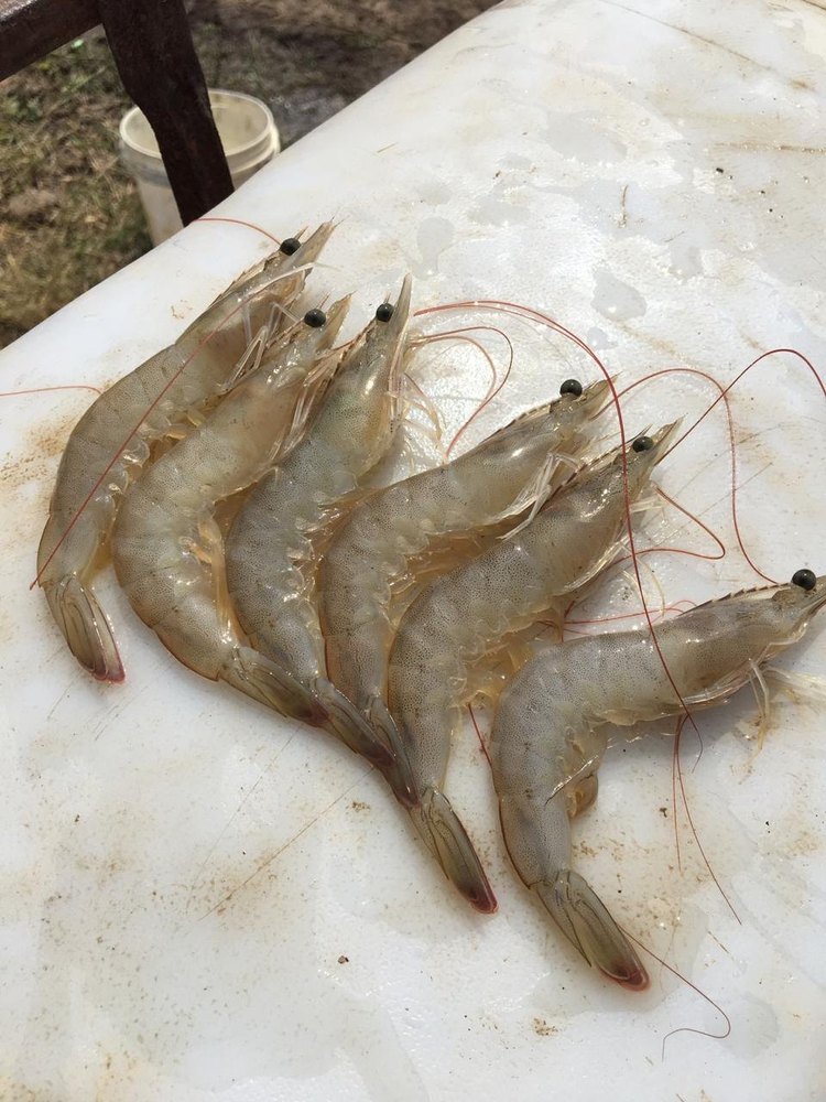 Red Prawns, For Restaurant, Packaging Type: Box