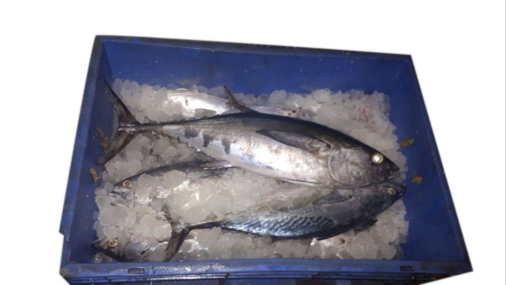Aqua Fauna Silver Fresh Chill Seafood, 50 Kg, Packaging Type: Thermocol Box