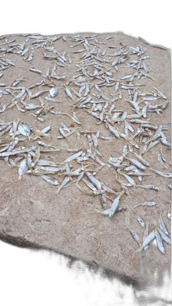 White Fresh Dry Fish, Normal, Packaging Type: PP Bags