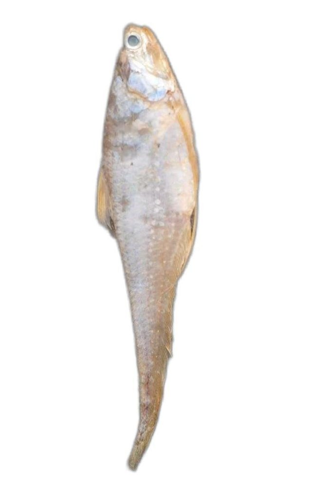 Gold Mandeli Dry Fish, For Cooking, Packaging Type: Loose