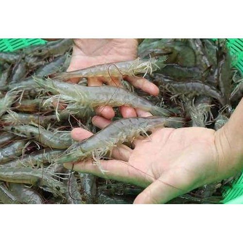 Transparent Fresh Water Prawns, For Farming, Packaging Type: 18x12 Inches Box