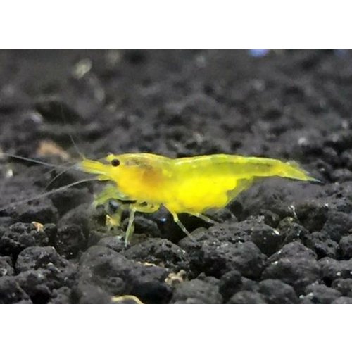 Neocaridina davidi var Yellow Shrimp Live Fish, Packaging Type: Poly Bag