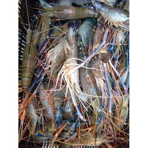 Scampi Fish Seed / Macrobrachium Rosenbergii, 20 - 35 Degree C, Pack Size: 12 Inch X 12 Inch X 14.5 Inch