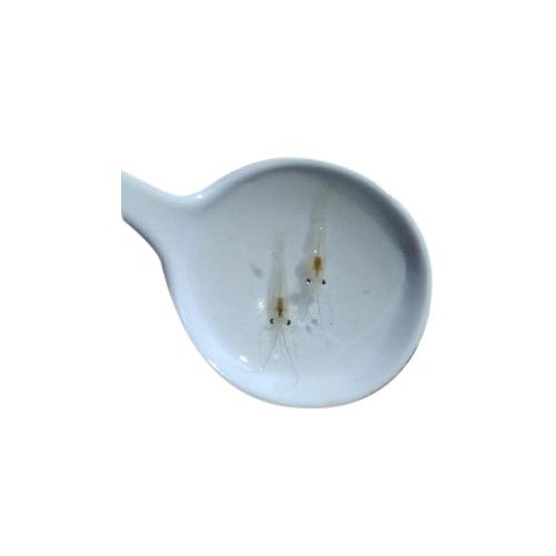 Prawns Fish Seed, 14-30 Degrees C, Packaging Size: 2 Days