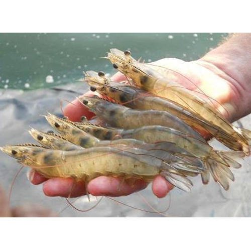 TRANSPARENT Vannamei Prawns, For FARMING, Packaging Type: 18x12 Inches Box