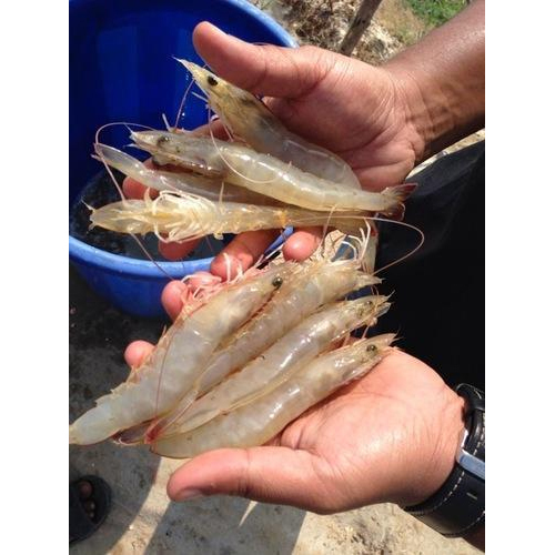 Farm Vannamei Prawns, Packaging Type: Thermocol Box