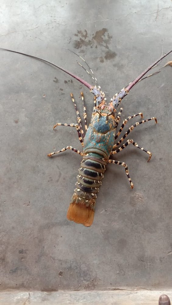Green Fresh Flower Lobster, For Restaurant, Packaging Type: Box