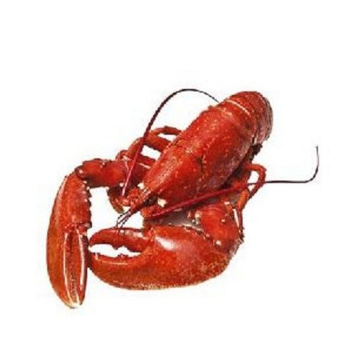 Brown Fresh Sea Lobsters, For Restaurant, Packaging Type: Thermocol Box and Plastic Bag