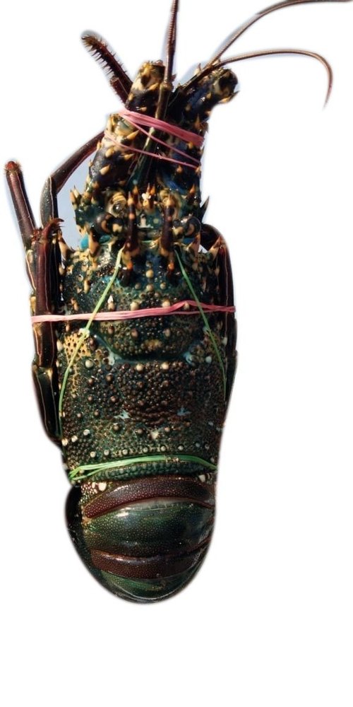 Fresh Green Lobster, For Restaurant, Packaging Type: Thermocol Box