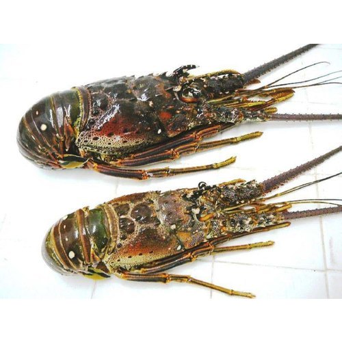6 Month Green Frozen Lobster, for Restaurant, Packaging Type: Plastic Packet