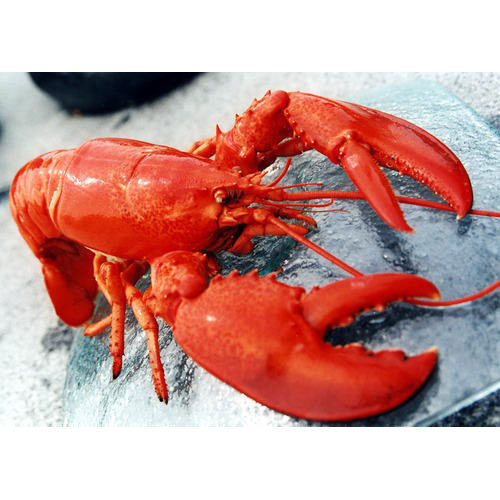 Fresh Lobster
