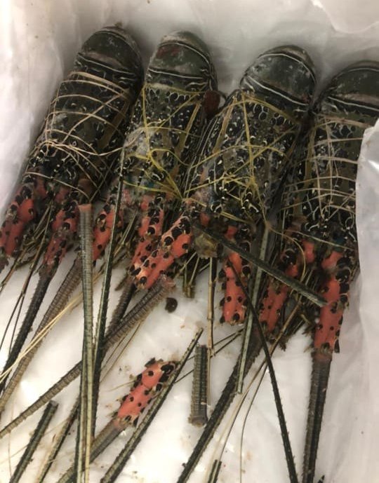 Lobster Frozen