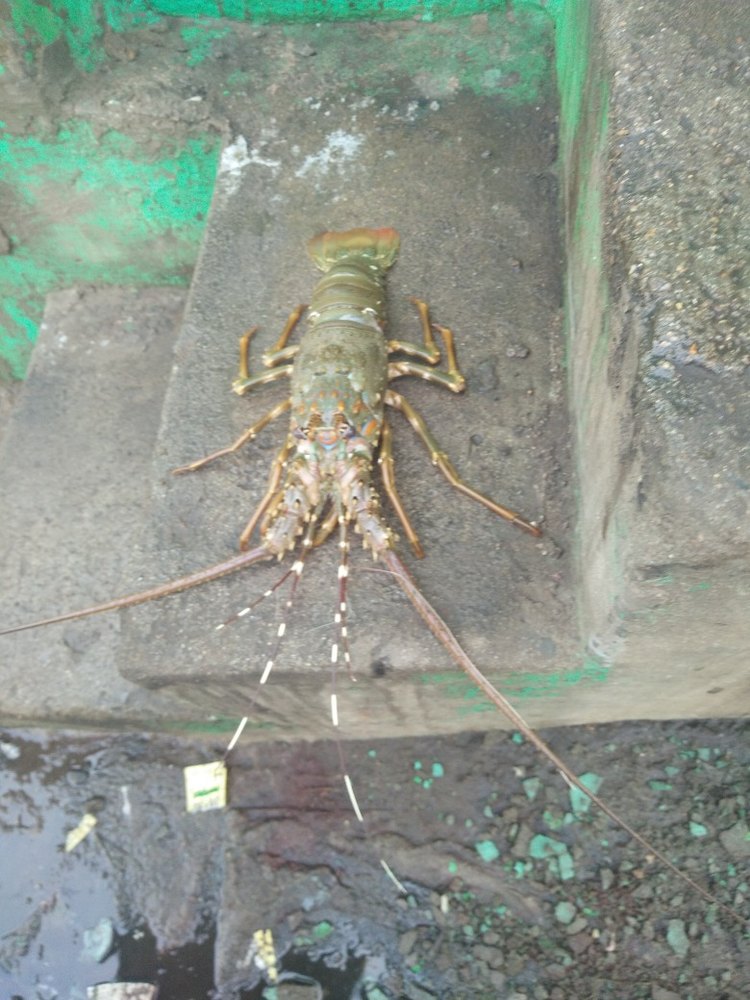 Lobster