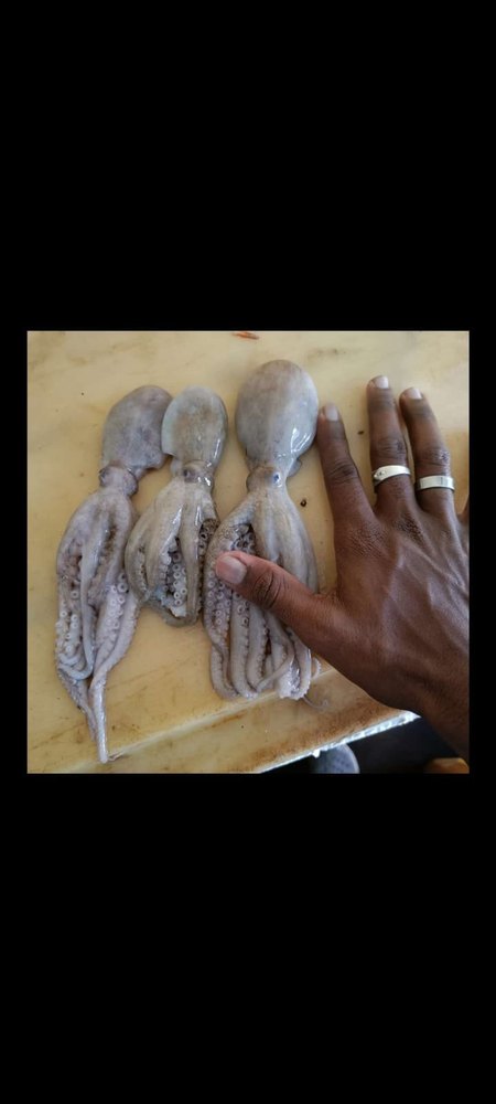White Baby Octopus, For Restaurant, Packaging Type: Packet